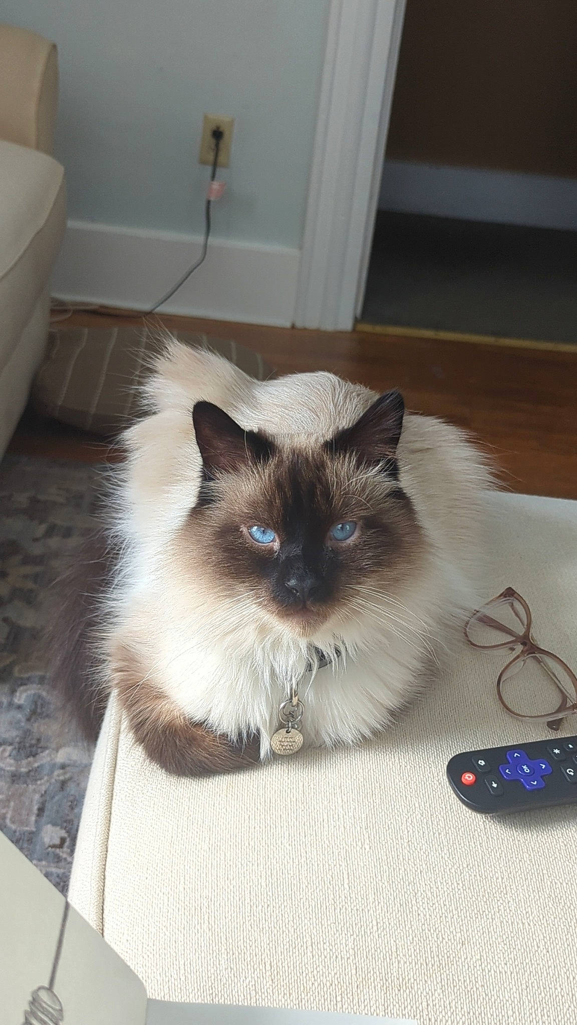 Max joined the competition — help win amazing prizes! birman, carnivore, cat, fawn, felidae, flooring, fur, hardwood, siamese, small_to_medium_sized_cats, snout, tail, whiskers