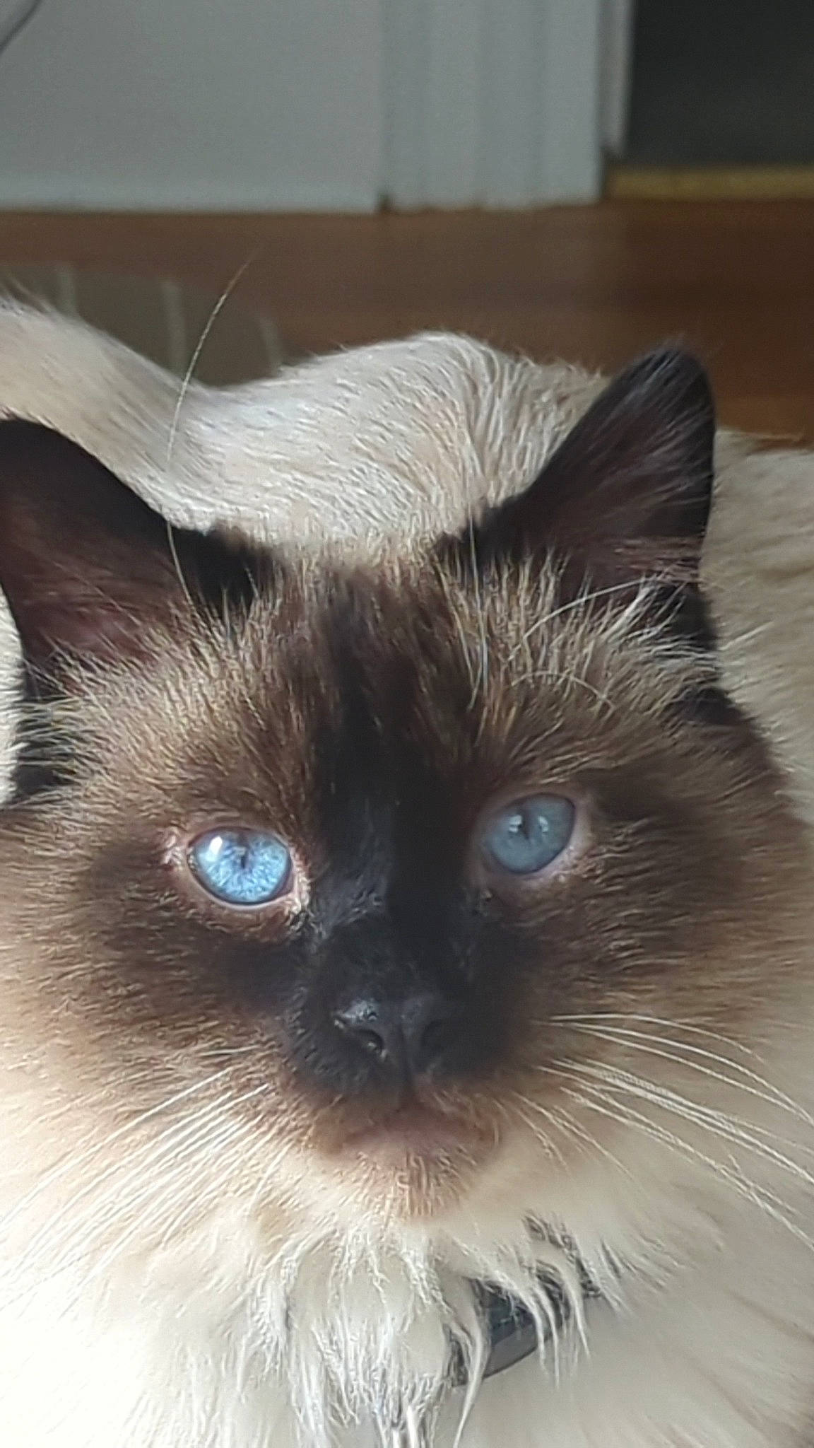 Max is registered to the contest to win money with this photo: balinese, birman, carnivore, cat, curious, electric_blue, fawn, felidae, fur, head, idiophone, iris, ragdoll, russian_blue, siamese, small_to_medium_sized_cats, snout, thai, tonkinese, whiskers