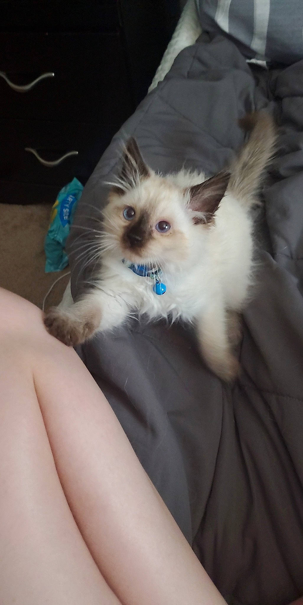 Max joined the competition — help win amazing prizes! canidae, carnivore, cat, chair, chest, claw, comfort, companion_dog, dog_breed, dog_supply, eye, fawn, felidae, fur, paw, small_to_medium_sized_cats, snout, tail, toy_dog, whiskers