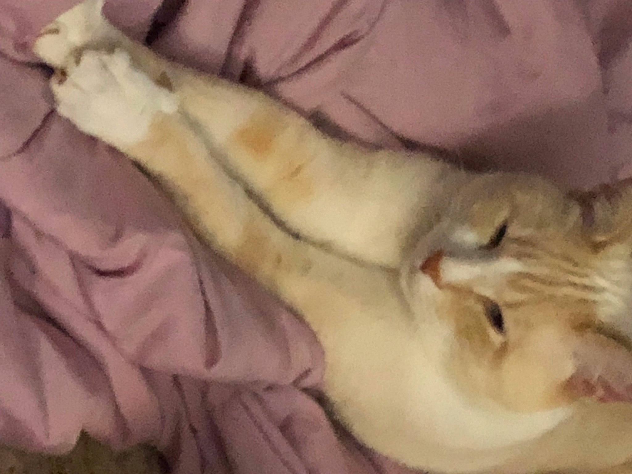 Zoom Zoom is registered to the contest to win money with this photo: carnivore, cat, claw, comfort, domestic_short_haired_cat, eyelash, fawn, felidae, fur, linens, paw, small_to_medium_sized_cats, snout, tail, whiskers