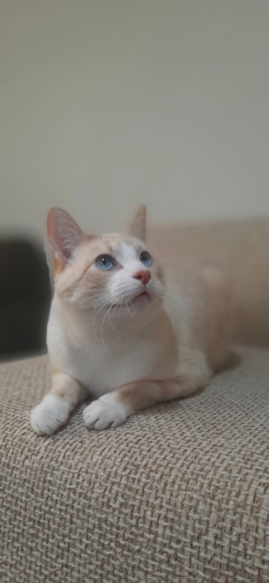 Zoom Zoom joined the competition — help win amazing prizes! carnivore, cat, comfort, domestic_short_haired_cat, eye, fawn, felidae, flooring, fur, paw, small_to_medium_sized_cats, snout, tail, terrestrial_animal, whiskers, wood