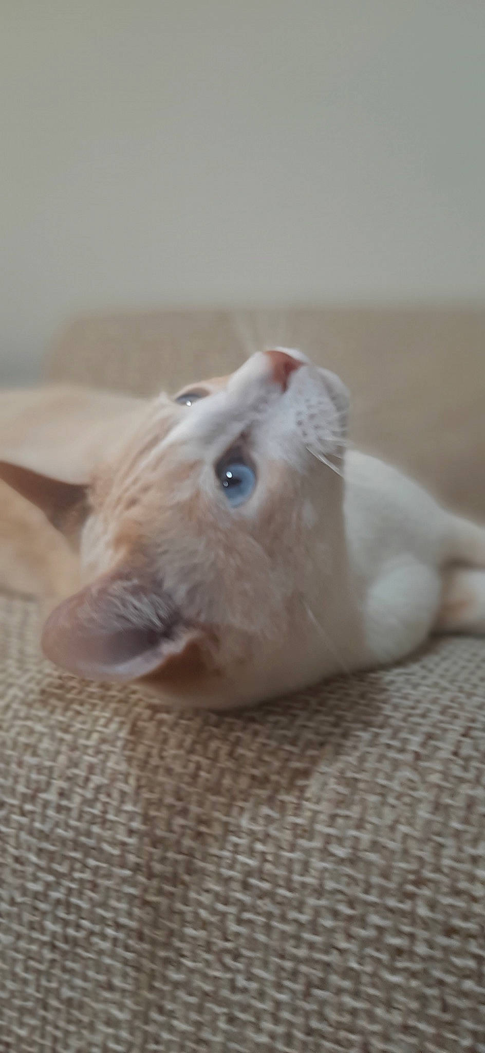 Zoom Zoom joined the competition — help win amazing prizes! companion_dog, dog_breed, ear, eye, fawn, feather, felidae, fur, hamster, mouse, natural_material, paw, rat, rodent, snout, tail, terrestrial_animal, toy, whiskers, wood