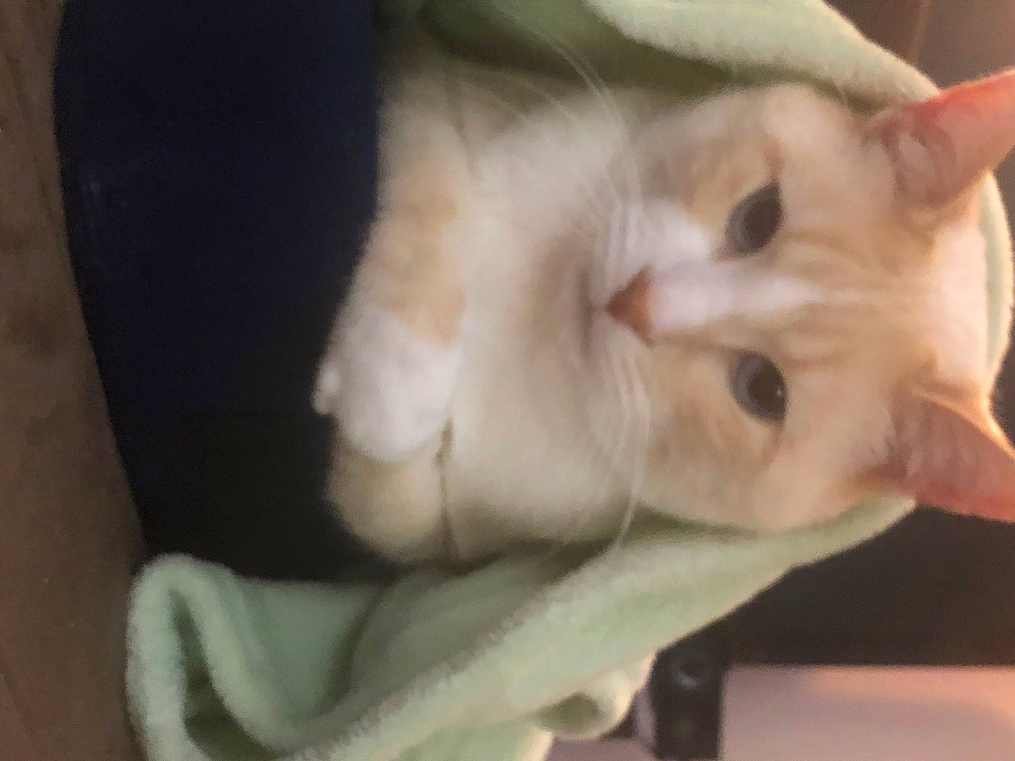 Zoom Zoom is registered to the contest to win money with this photo: carnivore, cat, claw, domestic_short_haired_cat, ear, fawn, felidae, fur, paw, small_to_medium_sized_cats, snout, tail, whiskers