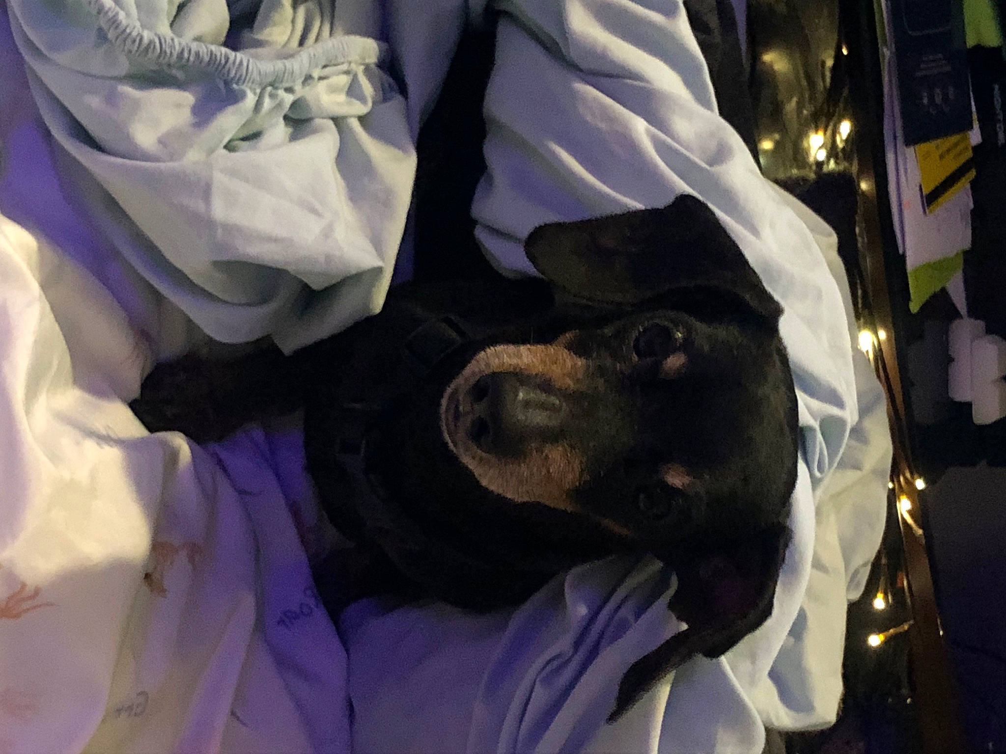 Peanut joined the competition — help win amazing prizes! canidae, carnivore, comfort, companion_dog, dog, dog_breed, electric_blue, event, fur, guard_dog, linens, purple, snout, sporting_group, toy_dog