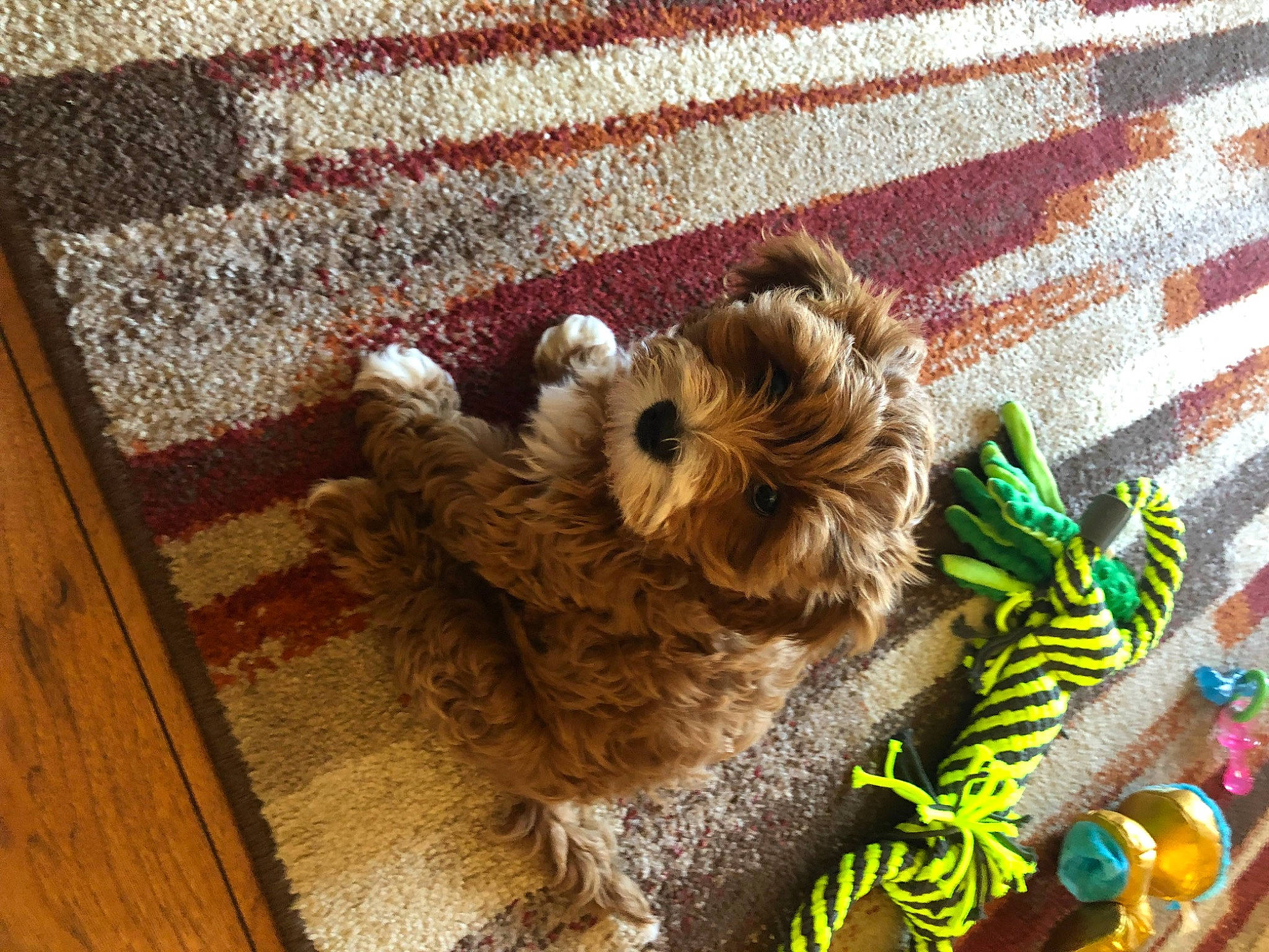 Mcnugget joined the competition — help win amazing prizes! bag, carnivore, companion_dog, dog, dog_breed, dog_clothes, dog_supply, fawn, flooring, fur, hardwood, pattern, pet_supply, small_terrier, stuffed_toy, terrier, toy, toy_dog, wood, working_animal