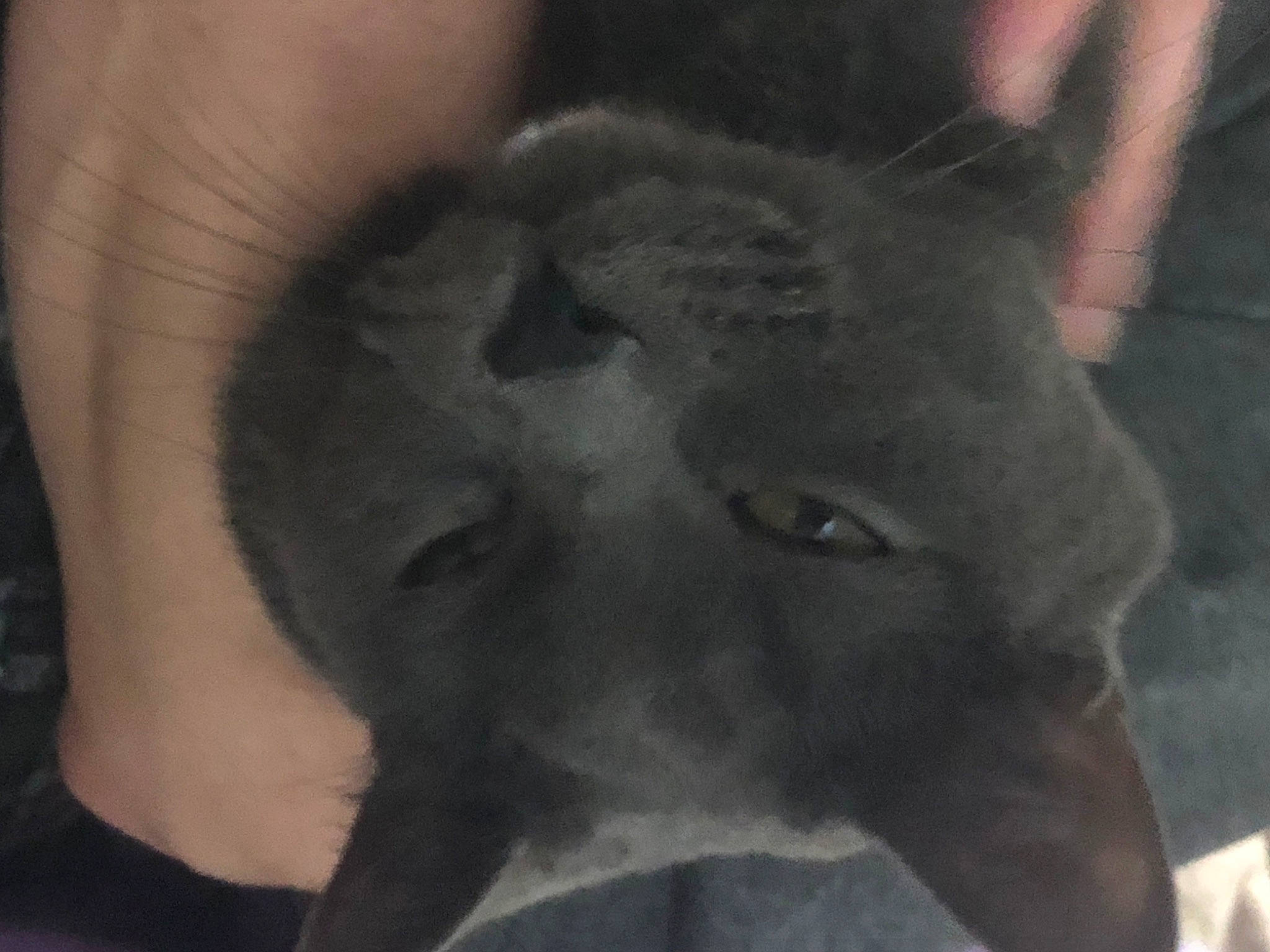 Chubby joined the competition — help win amazing prizes! art, canidae, carnivore, chest, dog, dog_breed, ear, eyelash, felidae, fur, gesture, jaw, sculpture, small_to_medium_sized_cats, snout, sporting_group, terrestrial_animal, whiskers, working_animal, wrinkle