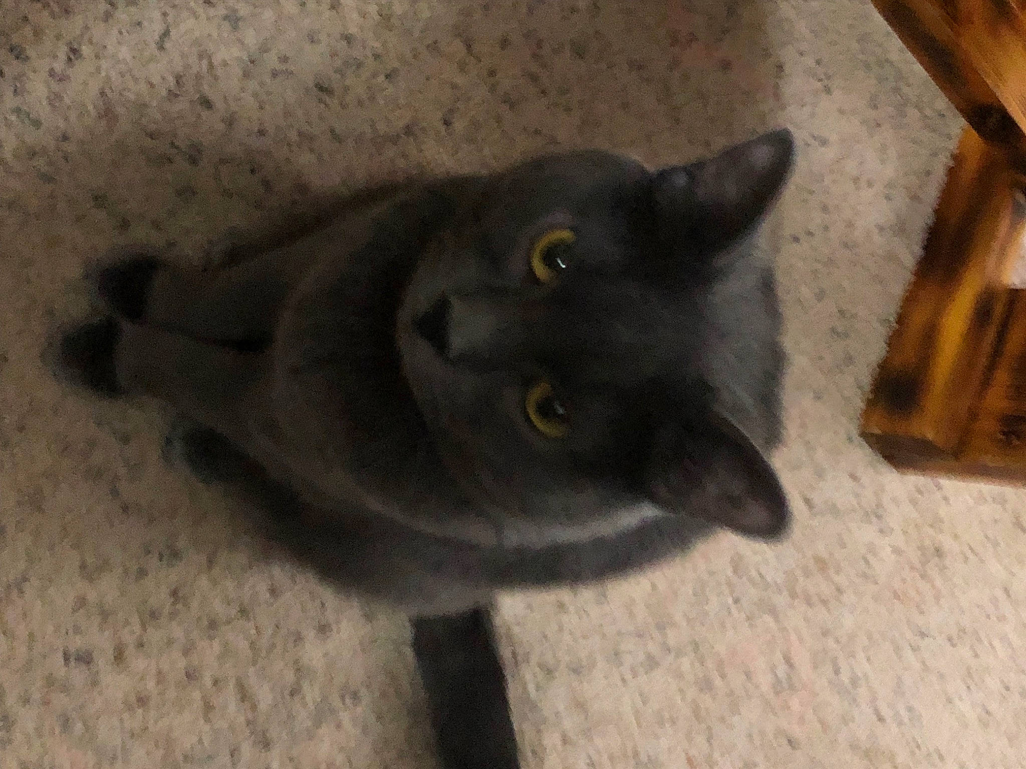 Chubby joined the competition — help win amazing prizes! black_cat, carnivore, cat, domestic_short_haired_cat, felidae, fur, grey, small_to_medium_sized_cats, tail, whiskers