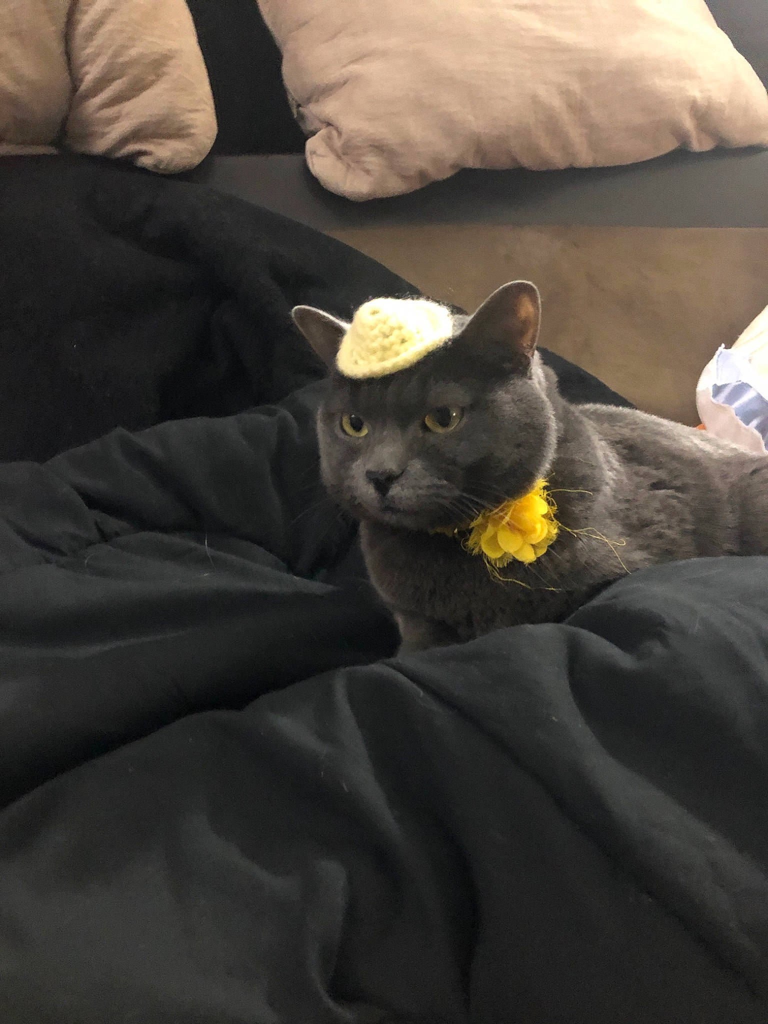 Chubby is registered to the contest to win money with this photo: bed, bedding, black_cat, carnivore, cat, comfort, companion_dog, dog_breed, domestic_short_haired_cat, felidae, fur, grey, linens, mammal, pillow, sleeve, small_to_medium_sized_cats, snout, textile, whiskers