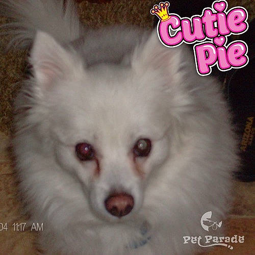 Roxy is registered to the contest to win money with this photo: canidae, carnivore, companion_dog, dog, dog_breed, dog_supply, ear, event, eye, font, fur, german_spitz, head, human_body, iris, pet_supply, snout, sporting_group, whiskers, working_animal