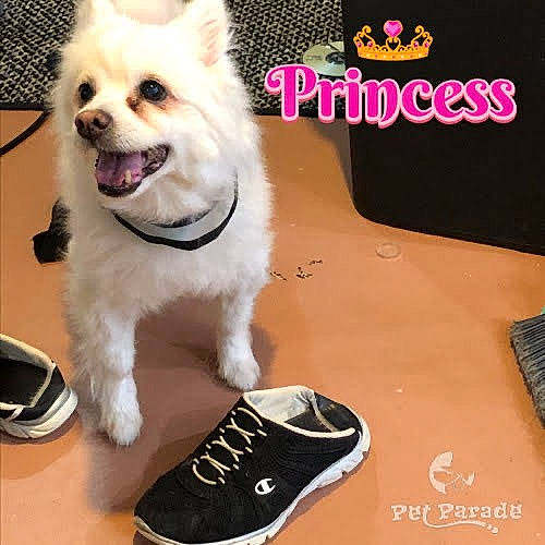 Roxy joined the competition — help win amazing prizes! brand, canidae, carmine, carnivore, collar, companion_dog, dog, dog_breed, dog_collar, font, fur, happy, logo, photo_caption, plant, snout, sporting_group, toy_dog, walking_shoe, white