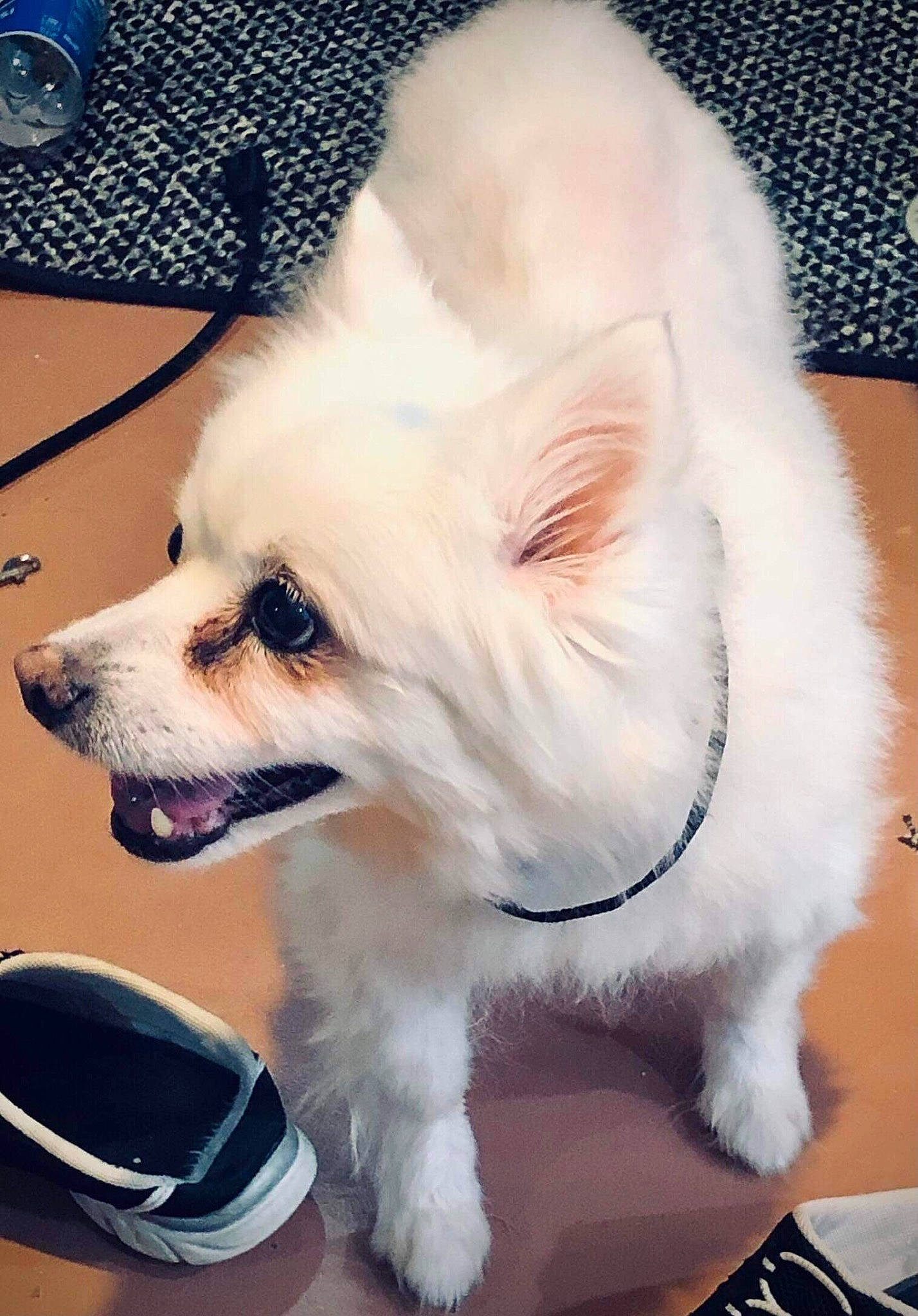 Roxy joined the competition — help win amazing prizes! canidae, carnivore, chair, collar, companion_dog, corgi_chihuahua, dog, dog_breed, dog_supply, fawn, fur, non_sporting_group, pet_supply, snout, sporting_group, terrestrial_animal, toy_dog, volpino_italiano, whiskers, working_animal