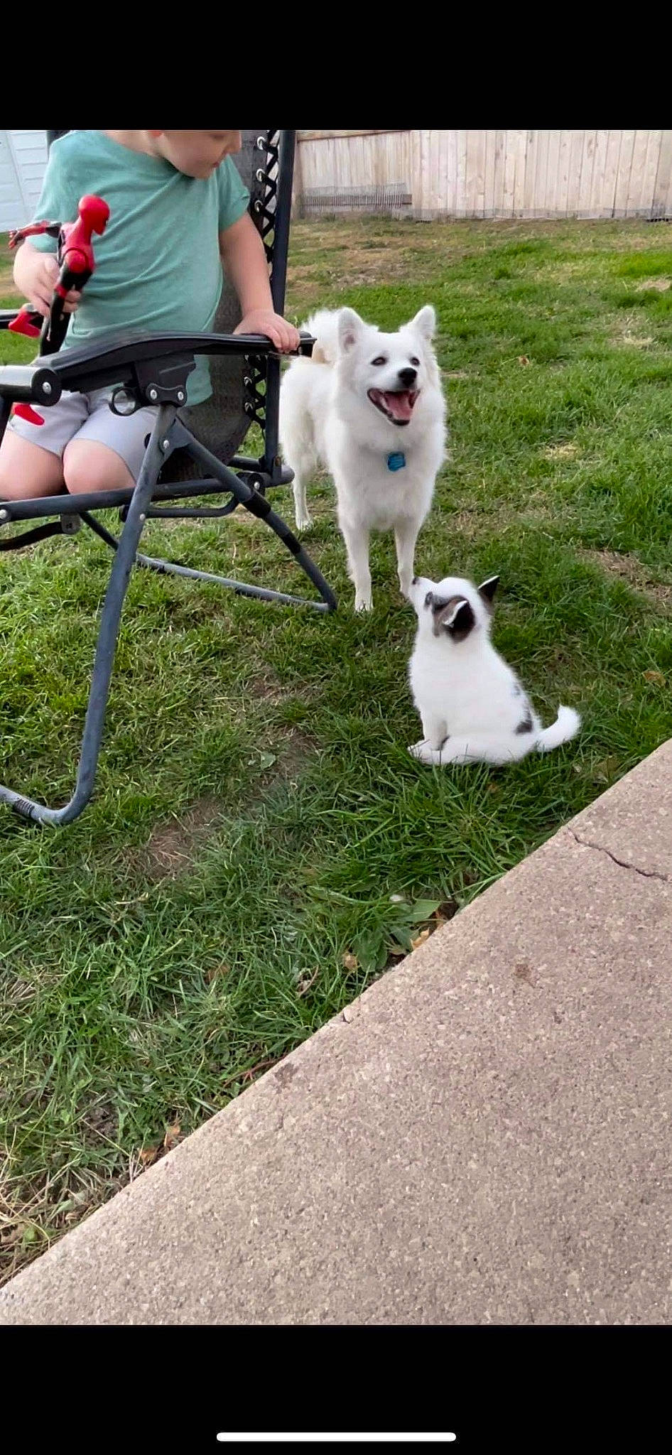 Roxy joined the competition — help win amazing prizes! canidae, carnivore, chair, companion_dog, dog, dog_breed, fawn, felidae, folding_chair, grass, leisure, luggage_and_bags, recreation, shorts, sitting, small_to_medium_sized_cats, spitz, sporting_group, tail, whiskers