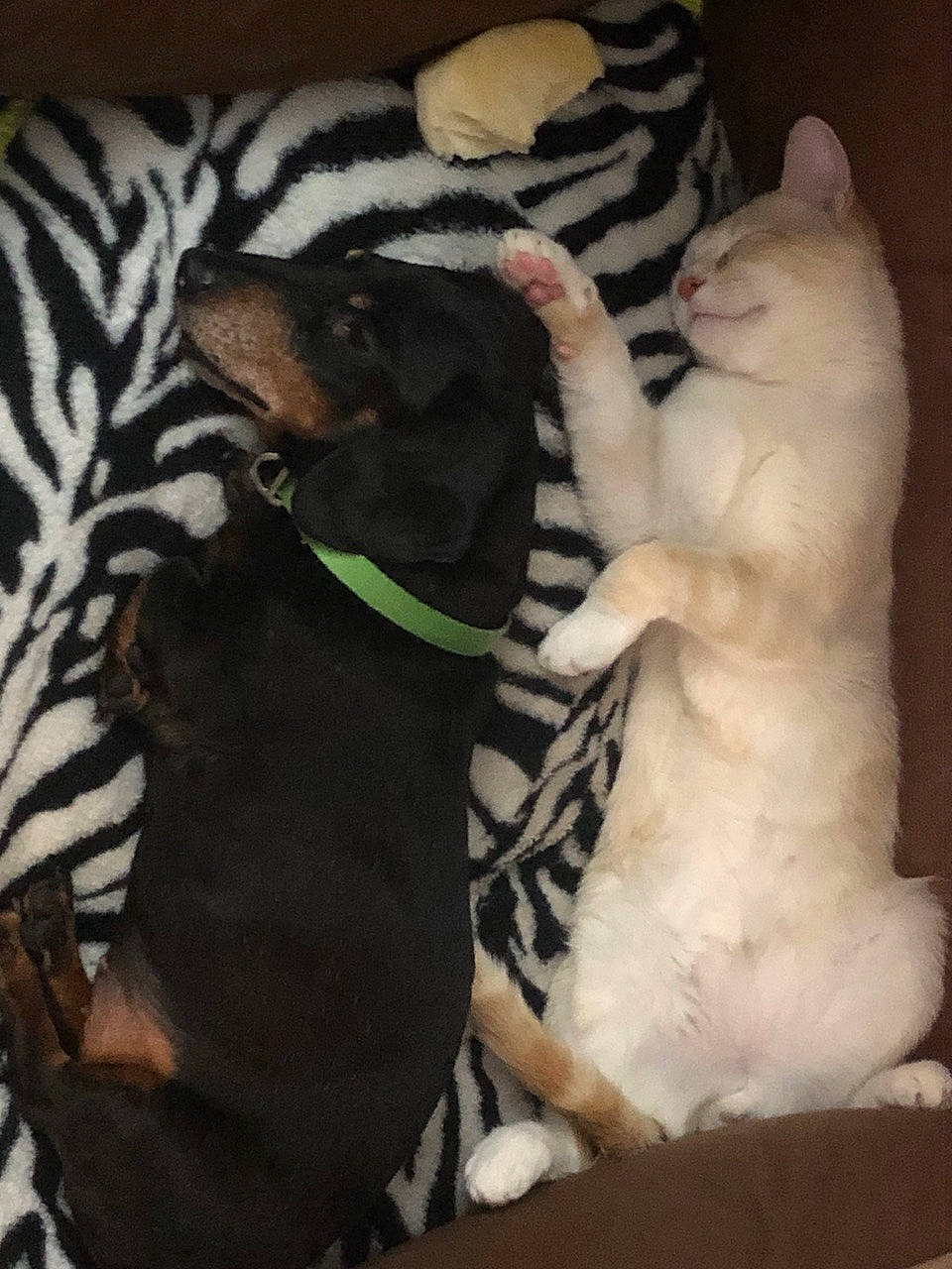 Peanut joined the competition — help win amazing prizes! canidae, carnivore, comfort, companion_dog, dog, dog_bed, dog_breed, fawn, felidae, fur, linens, mammal, paw, small_to_medium_sized_cats, snout, sporting_group, tail, terrestrial_animal, vertebrate, whiskers