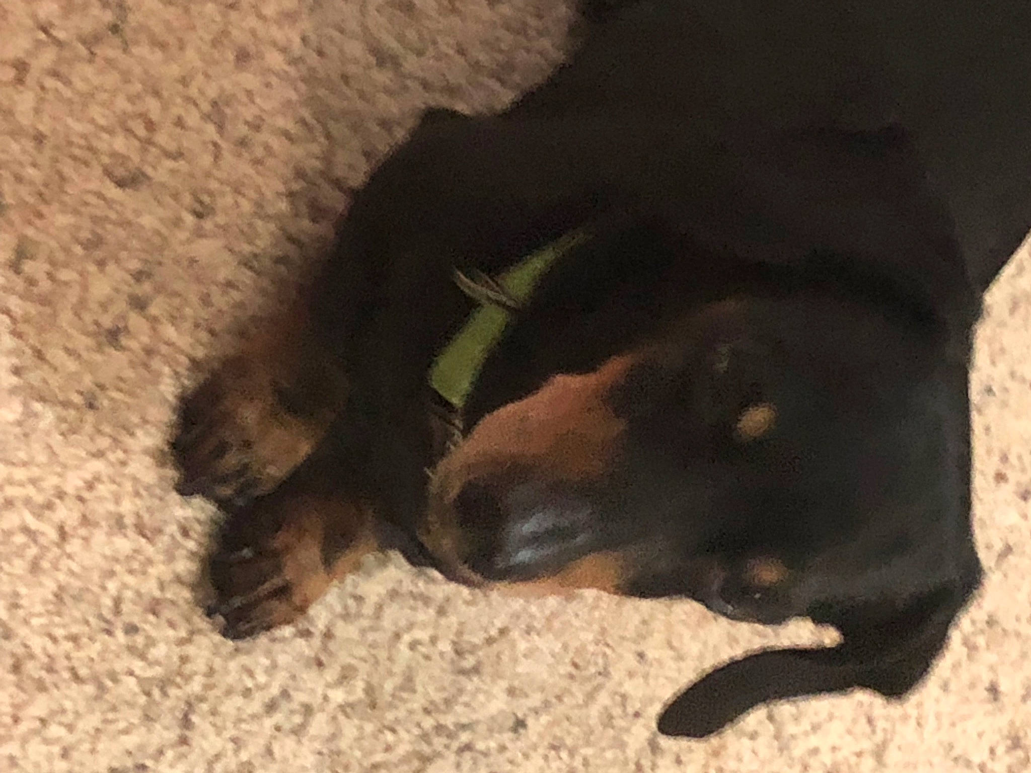 Peanut joined the competition — help win amazing prizes! canidae, carnivore, claw, dog, dog_breed, foot, fur, human_leg, natural_material, paw, soil, sporting_group, terrestrial_animal, working_animal