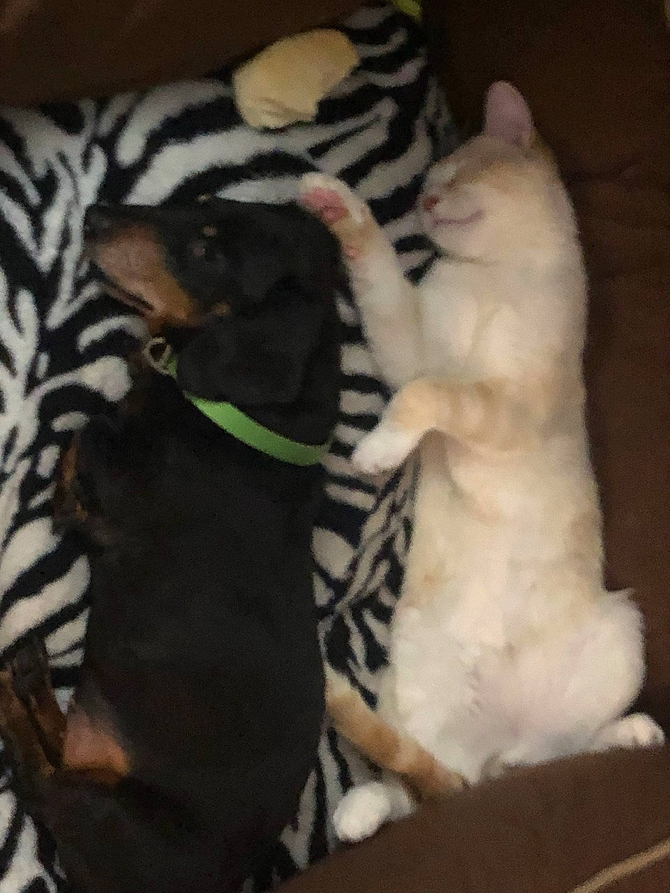 Peanut is registered to the contest to win money with this photo: canidae, carnivore, cat, claw, comfort, companion_dog, dog_breed, fawn, felidae, fur, linens, nap, paw, small_to_medium_sized_cats, snout, sporting_group, tail, terrestrial_animal, toy, whiskers