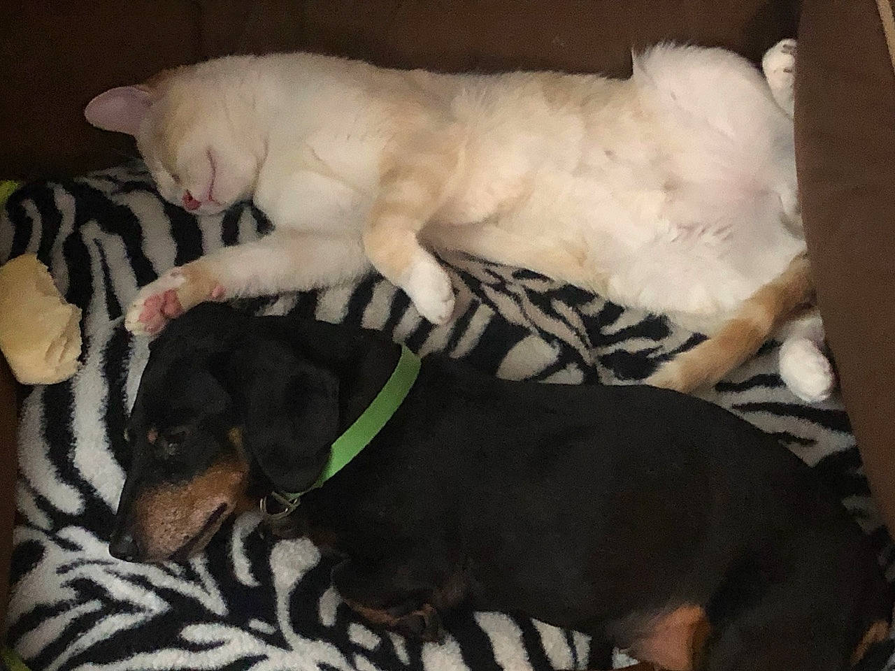 Peanut is registered to the contest to win money with this photo: canidae, carnivore, cat, comfort, companion_dog, dog, dog_breed, dog_supply, fawn, felidae, fur, nap, paw, pet_supply, small_to_medium_sized_cats, snout, sporting_group, tail, whiskers, working_animal