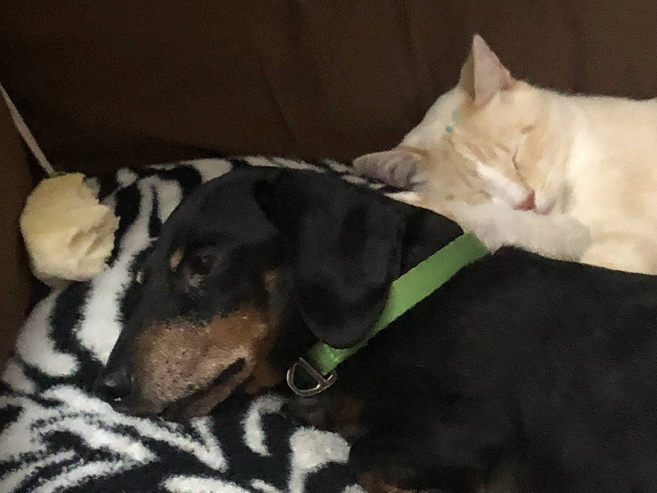 Peanut is registered to the contest to win money with this photo: canidae, carnivore, cat, collar, comfort, companion_dog, dog, dog_breed, dog_collar, dog_supply, fawn, felidae, fur, mammal, pet_supply, snout, tail, vertebrate, whiskers, working_animal