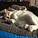 Momma Kitty