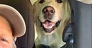 Chevelle is registered to the contest to win money with this photo: dog, golden_retriever, car, seat, seatbelt, person, cap, smiling, pet, animal, happy, inside, vehicle, headrest, closeup, companion, transport, friendly, canine, leisure
