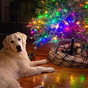 Chevelle joined the competition — help win amazing prizes! dog, golden_retriever, christmas_tree, holiday_lights, wooden_floor, indoor, festive, decorations, colorful_lights, reflection, pet, animal, cozy, home, seasonal, relaxing, tree_skirt, bright, warm_lighting, calm