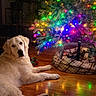 dog, golden_retriever, christmas_tree, holiday_lights, wooden_floor, indoor, festive, decorations, colorful_lights, reflection, pet, animal, cozy, home, seasonal, relaxing, tree_skirt, bright, warm_lighting, calm