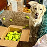 Chevelle is registered to the contest to win money with this photo: dog, golden_retriever, tennis_ball, box, carpet, wood_floor, indoor, pet, tail_wagging, animal, living_room, playful, furniture, open_box, toy, floor, household_item, curious, domestic, canine