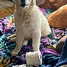 Chevelle joined the competition — help win amazing prizes! dog, white_dog, golden_retriever, toilet_paper, bed, blanket, colorful_blanket, indoor, wood_floor, chewed_toy, pet, mischievous, sleeping_dog, fur, animal, cute, playful, resting, three_dogs, cozy