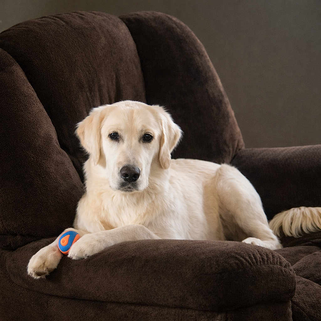 Chevelle is registered to the contest to win money with this photo: dog, golden_retriever, pet, animal, indoor, armchair, brown, fur, paw, toy, ball, relaxed, cute, companion, mammal, domestic, portrait, resting, canine, furniture