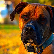 Buddha is registered to the contest to win money with this photo: dog, close_up, portrait, collar, outdoor, autumn, golden_hour, blurred_background, canine, pet, animal, brown_fur, black_nose, ears, face, looking_at_camera, nature, daylight, fur_texture, watchful