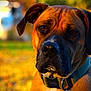 dog, close_up, portrait, collar, outdoor, autumn, golden_hour, blurred_background, canine, pet, animal, brown_fur, black_nose, ears, face, looking_at_camera, nature, daylight, fur_texture, watchful