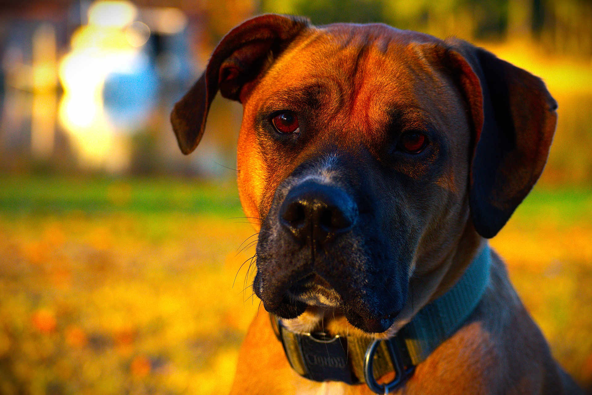 Buddha is registered to the contest to win money with this photo: dog, close_up, portrait, collar, outdoor, autumn, golden_hour, blurred_background, canine, pet, animal, brown_fur, black_nose, ears, face, looking_at_camera, nature, daylight, fur_texture, watchful