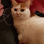 Eliot a rejoint le concours — aidez-le/la à gagner de superbes lots ! animal, bed, blanket, cat, cozy, cute, domestic, ears, feline, fur, indoor, living_room, looking, orange, pet, relaxed, resting, tail, whiskers, white