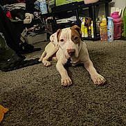 Suga joined the competition — help win amazing prizes! bottle, brown_and_white, canine, carpet, casual, container, curious, dog, domestic, electronics, floor, furniture, household_items, indoor, living_room, pet, relaxed, room, storage, television