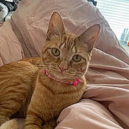 Ginger is registered to the contest to win money with this photo: cat, orange_tabby, pet, indoor, blanket, pink, collar, feline, cozy, window, blinds, relaxed, curious, fur, animal, cute, resting, domestic, soft, bedroom