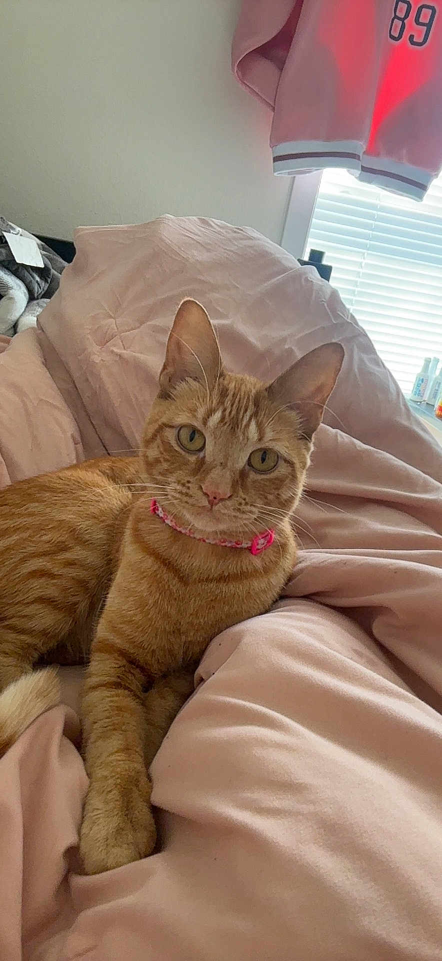 Ginger