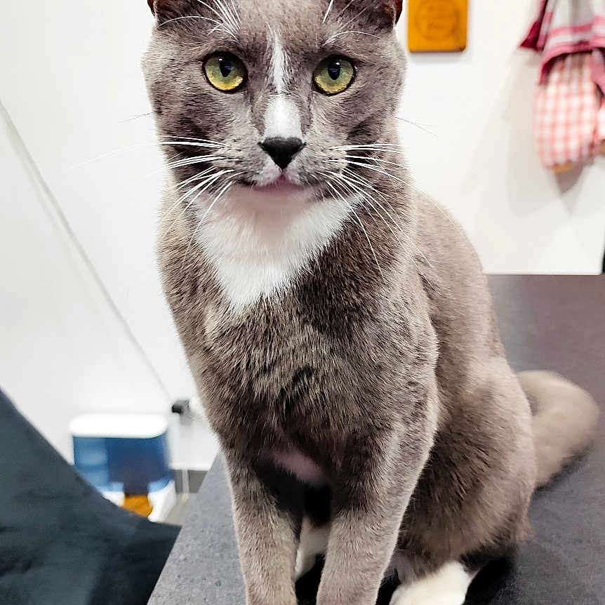 Tao participe au concours pour gagner de l'argent avec cette photo : abyssinian, animal, bag, cat, child, desk, diningtable, female, furniture, girl, hardwood, homedecor, kitten, linen, manx, person, pet, plywood, table, wood