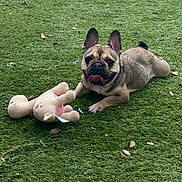 Bailey is registered to the contest to win money with this photo: animal, canine, cute, daylight, dog, french_bulldog, grass, ground, happy, leaf, lying_down, nature, outdoor, pet, playful, plush_toy, smiling, summer, tongue_out, toy