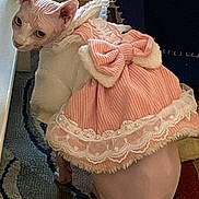 Vénus a rejoint le concours — aidez-le/la à gagner de superbes lots ! animal, cat, costume, curious, cute, domestic_cat, dress, feline, floor, furniture, hairless_cat, indoor, lace, looking_back, patterned_rug, pet, pink_bow, rug, small_pet, sphynx_cat