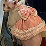 animal, cat, costume, curious, cute, domestic_cat, dress, feline, floor, furniture, hairless_cat, indoor, lace, looking_back, patterned_rug, pet, pink_bow, rug, small_pet, sphynx_cat