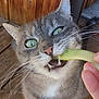 cat, gray_cat, green_eyes, whiskers, teeth, pickle, hand, wooden_floor, wooden_wall, pet, animal, indoor, close_up, curious, snack, feline, domestic_cat, paw, fur, bright_light
