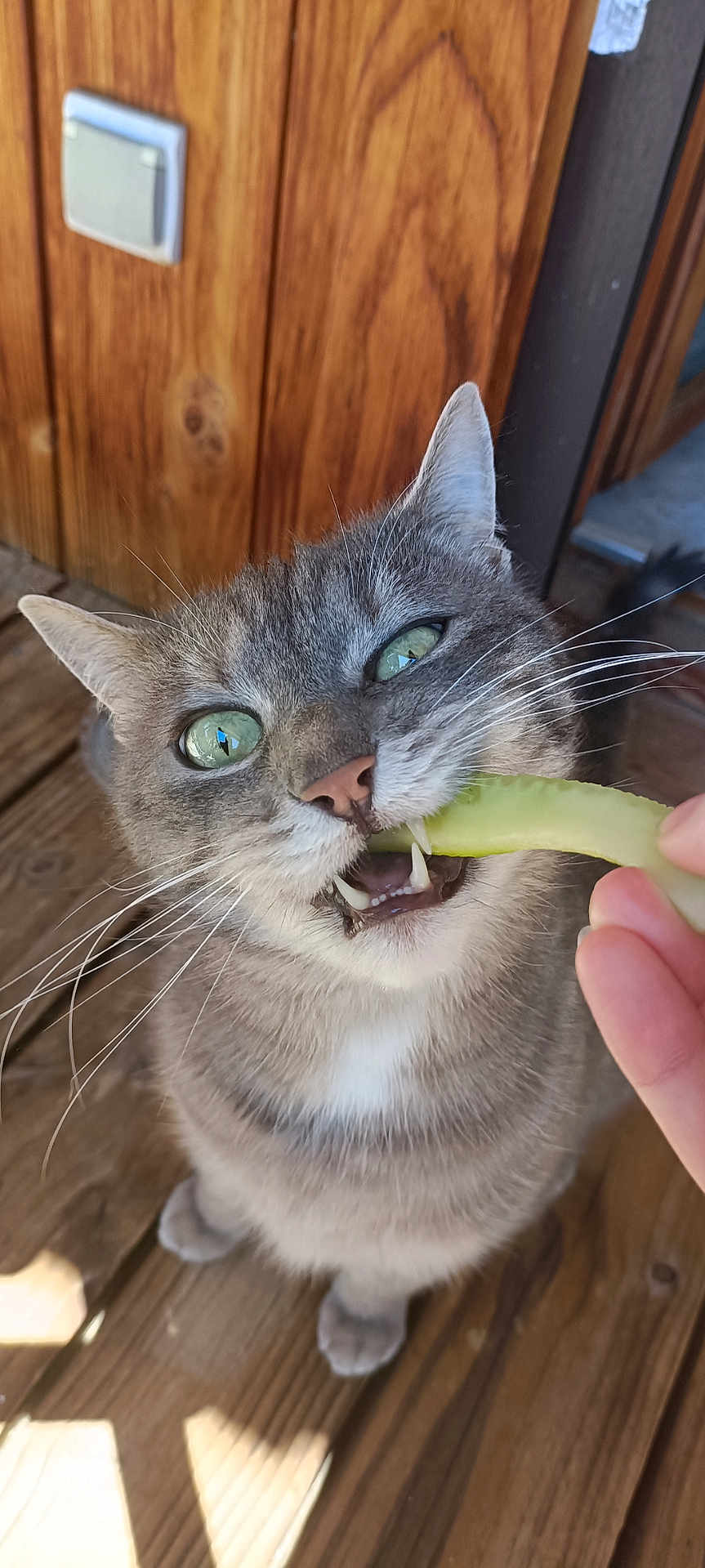 Mili participe au concours pour gagner de l'argent avec cette photo : cat, gray_cat, green_eyes, whiskers, teeth, pickle, hand, wooden_floor, wooden_wall, pet, animal, indoor, close_up, curious, snack, feline, domestic_cat, paw, fur, bright_light