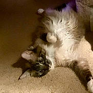 Sushi joined the competition — help win amazing prizes! belly, carpet, cat, closeup, cozy, domestic_animal, ear, eyes, feline, fluffy, fur, indoor, lying_down, paw, pet, playful, portrait, relaxed, tabby, whiskers