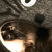 Sushi joined the competition — help win amazing prizes! bed, black_fur, carpet, cat, cat_bed, close_up, cozy, cute, eyes, floor, indoor, kitten, paw, pet, playful, portrait, string, toy_ball, whiskers, white_paw