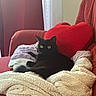 black_cat, cat, blanket, red_couch, heart_pillow, yellow_eyes, cozy, indoors, furniture, pet, relaxing, soft_texture, curtains, window_light, home, animal, fur, comfort, resting, domestic