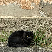 Neo a rejoint le concours — aidez-le/la à gagner de superbes lots ! black_cat, cat, animal, feline, outdoor, grass, pavement, wall, texture, yellow_eyes, fur, nature, curled_up, resting, street, urban, closeup, wildlife, pet, quiet