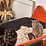 cat, black_cat, gray_cat, bed, blanket, pillow, orange_pillow, furniture, indoor, pet, animal, fluffy, domestic_animal, resting, cozy, decor, plant, dried_plants, living_room, cute