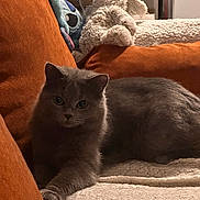 Nala a rejoint le concours — aidez-le/la à gagner de superbes lots ! cat, gray_cat, plush_toy, orange_pillow, blanket, cozy, indoor, pet, resting, feline, cute, soft_texture, home, comfort, relaxing, fur, animal, living_room, couch, stuffed_animal