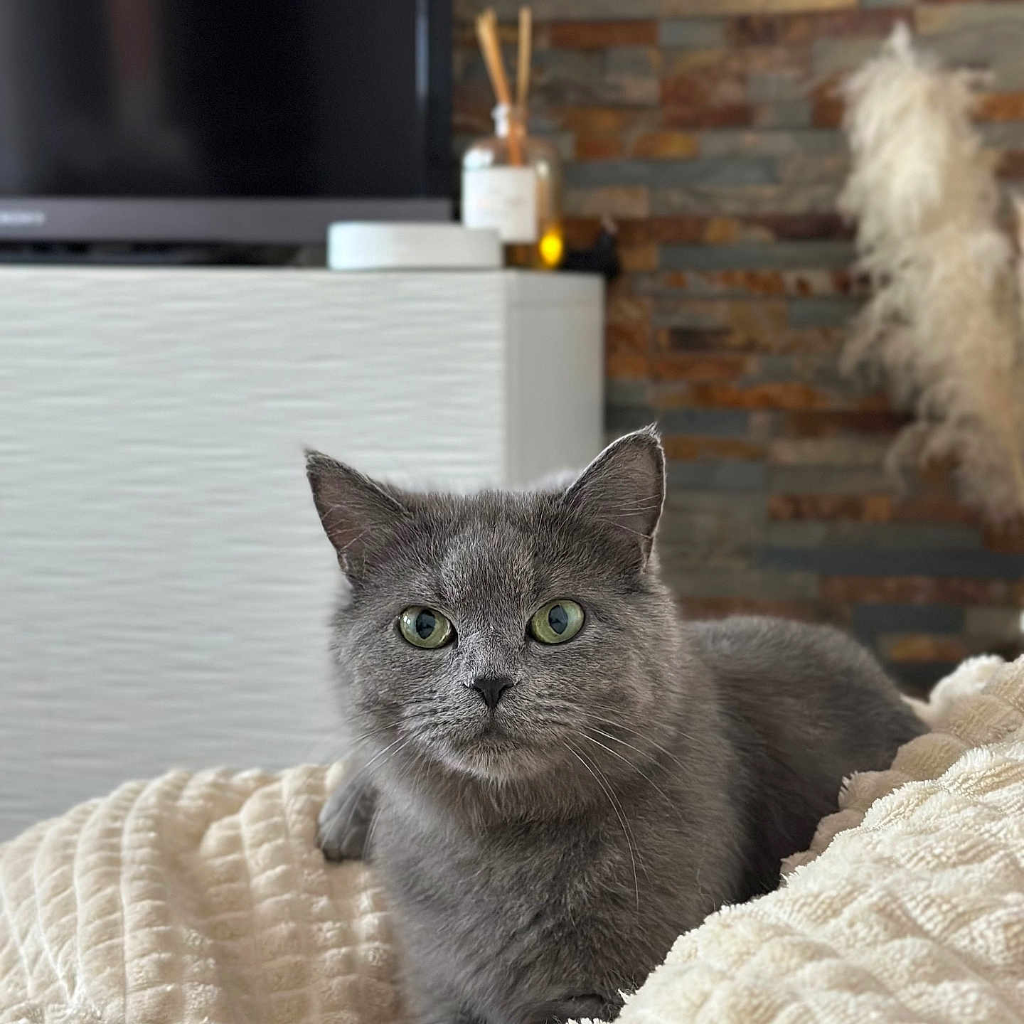 Nala a rejoint le concours — aidez-le/la à gagner de superbes lots ! cat, grey_cat, green_eyes, furry, pet, indoor, blanket, cozy, texture, living_room, tv, cabinet, decor, vase, reed_sticks, stone_wall, furniture, relaxed, portrait, curious