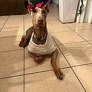 Nyla joined the competition — help win amazing prizes! dog, doberman, pet, indoor, tile_floor, sweater, red_bow, animal, canine, domestic_animal, resting, brown, ears, collar, plant, furniture, living_room, decoration, home, floor
