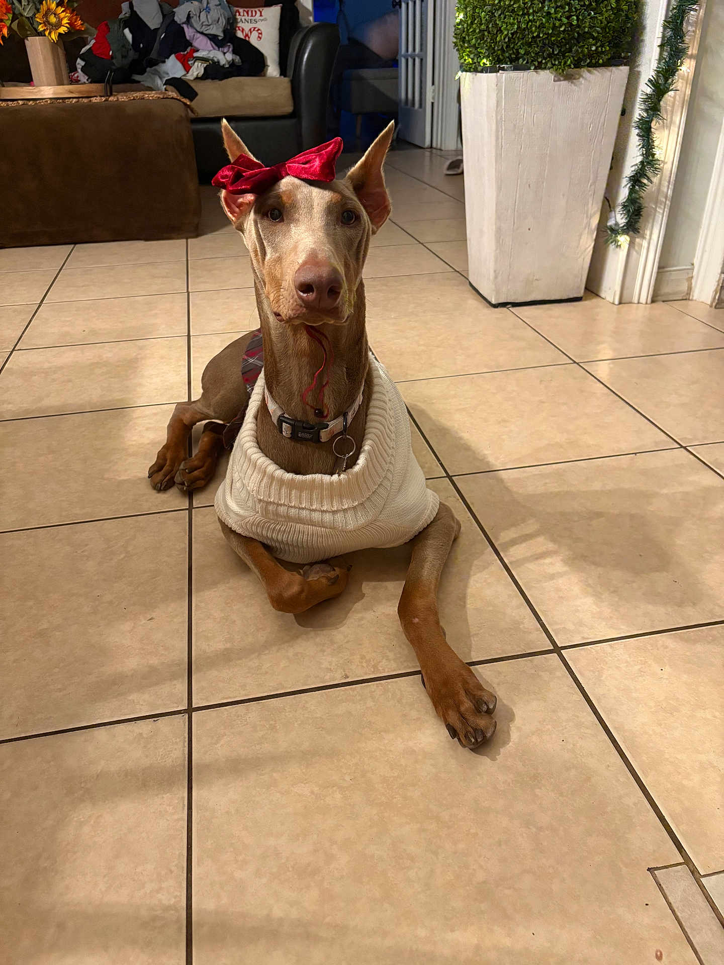 Nyla joined the competition — help win amazing prizes! dog, doberman, pet, indoor, tile_floor, sweater, red_bow, animal, canine, domestic_animal, resting, brown, ears, collar, plant, furniture, living_room, decoration, home, floor